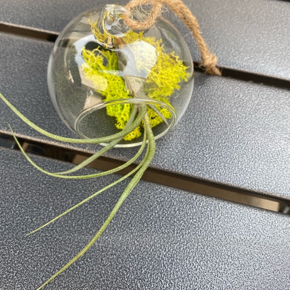 2 LEFT: Terrarium - Picture 3 of 7